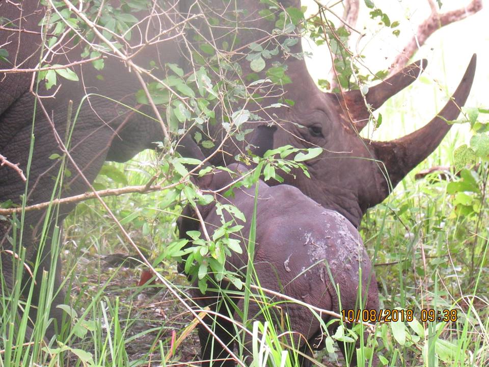 Happiness💃🕺💃 as Bella gives birth to the 19th 🦏calf born at Ziwa Rhino Sanctuary. Bella and baby are doing well. Proud Dad Moja is strutting around proudly like he should be

#TourismUganda powered by Travel Media (U) Ltd
