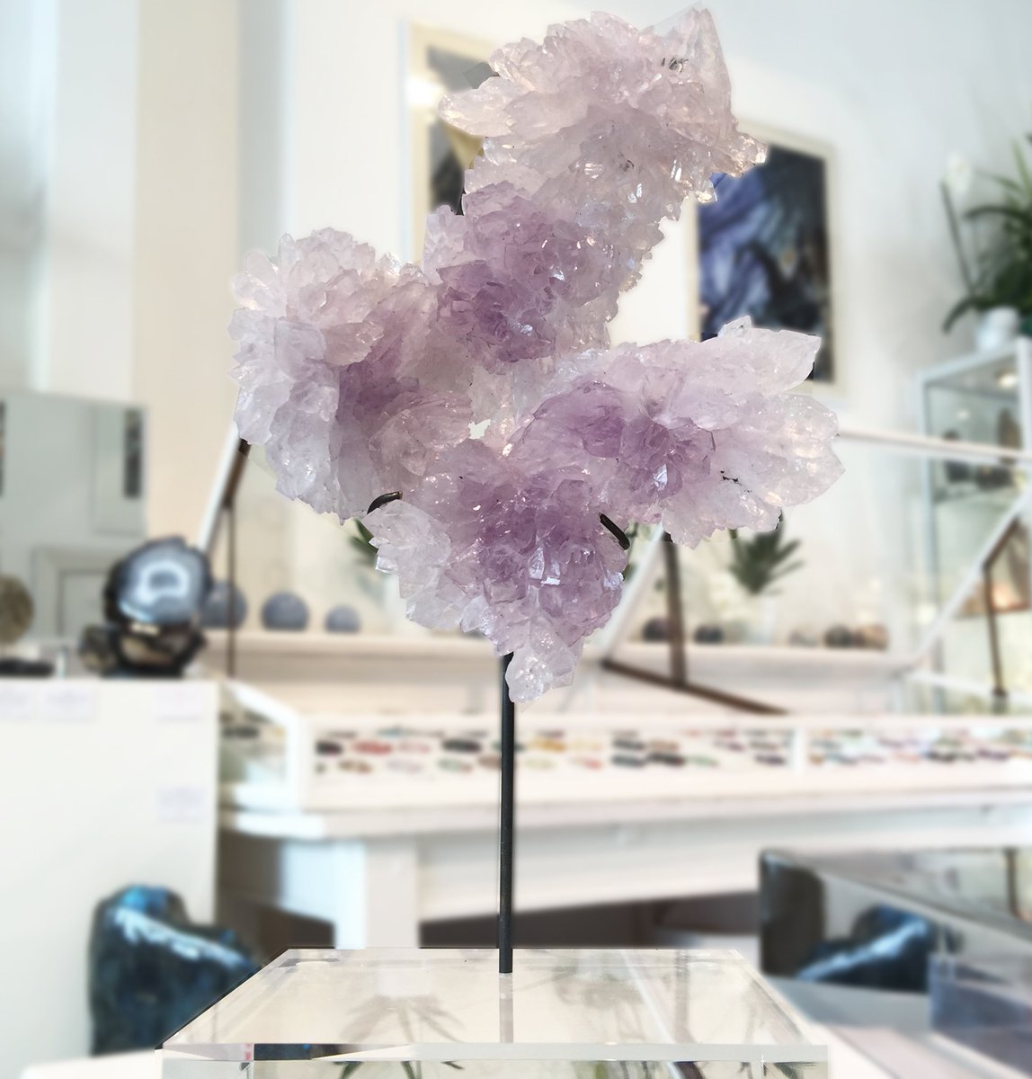 VenusroxCrystal's tweet photo. This delicate Amethyst Flower🌸 is not only incredibly pretty but also a powerful ally to help protect one against negative energy. Displayed elegantly on a stand it is an exquisite decoration for any interior.
#Venusrox #Amethyst https://t.co/Lmi5TPvClr