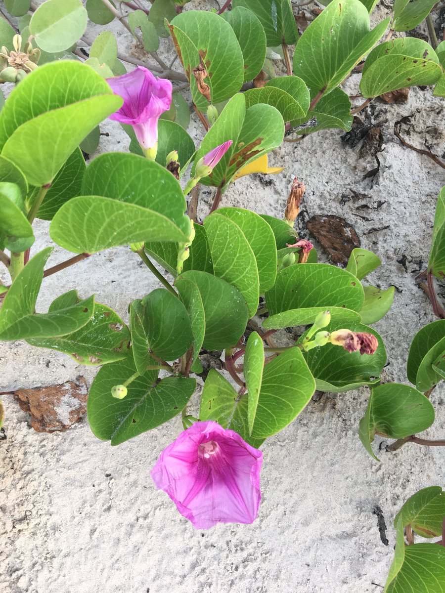 mirna_ulloa's tweet image. ##NISDECT @NISDEllison Waking up at the🐝 utiful #TexasCoast #WorryFreeWeekend #live #love #laugh #learn