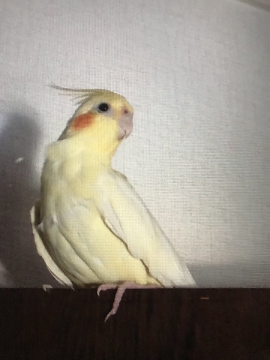 オカメインコ 探してます Dbsrhpoqzioos9h Twitter オカメインコ 探してます Dbsrhpoqzioos9h Twitter