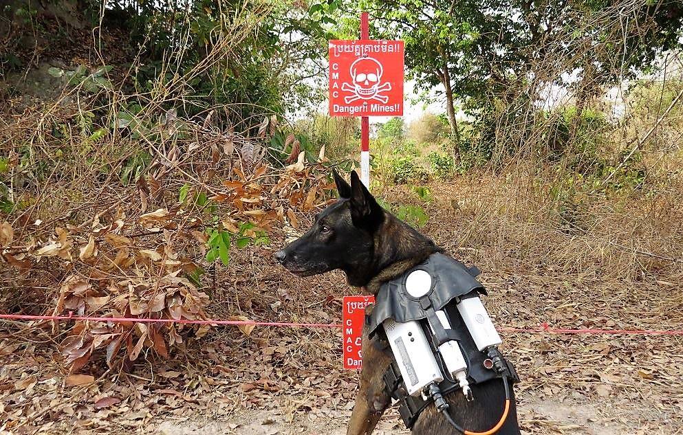 norskfolkehjelp's tweet image. Prøv deg som minerydder sammen med Hamilton på mandag! Han har funnet eksplosiver og reddet liv over hele verden gjennom sin lange karriere i Norsk Folkehjelp. Norge søker presidentskapet i Minekonvensjonen 2019. - Voff! kommenterer Hamilton. #Arendalsuka facebook.com/events/3987163…