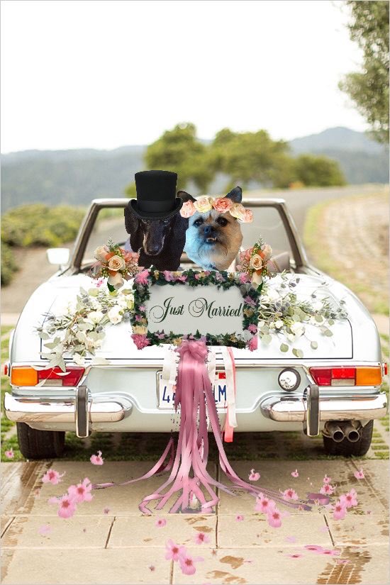Pixie_Tooth's tweet photo. Morning friends
It's our 1st anniversary๐ #PWWed #luckygirl #luckyguy @Roxy52fun
@coffeeShihTzu
@ToddyFur
@macwhittle https://t.co/Vh7koRS0g1