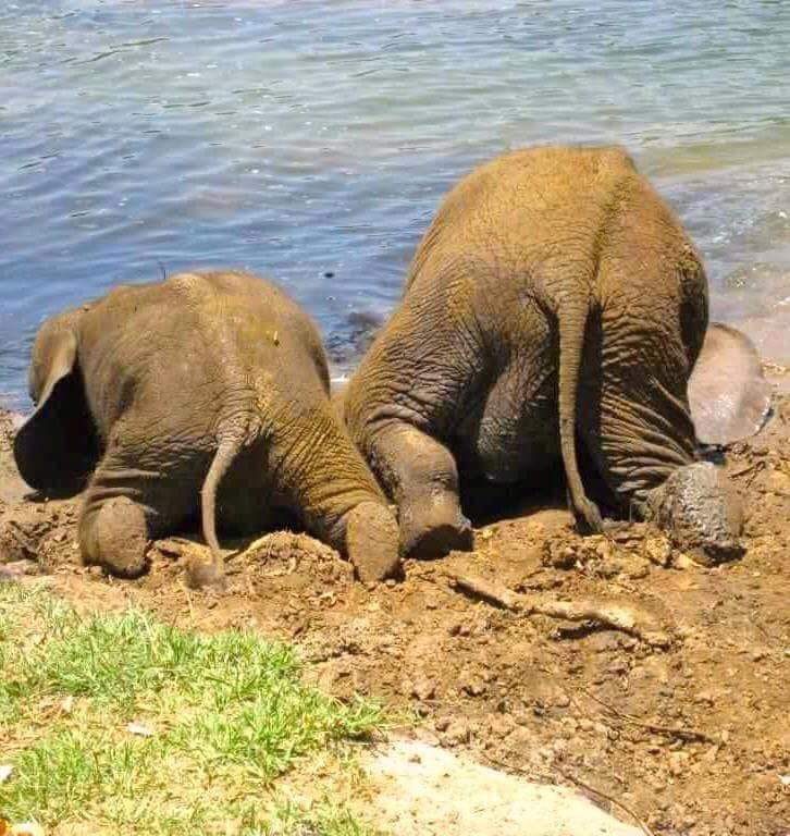 CitysFElephants's tweet image. 🐘❤Happy 🌍🌎🌏#WorldElephantDay ❤🐘

#RideaBikeNotanElephant
🏍🚴‍♂️🚴‍♀️  🚫🐘