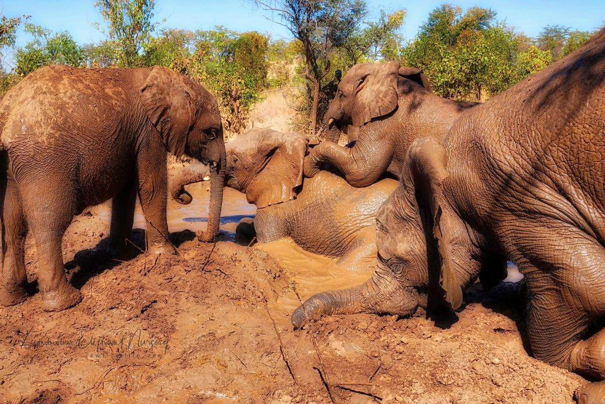 OElephants's tweet image. 🐘❤Happy 🌍🌎🌏#WorldElephantDay ❤🐘

#RideaBikeNotanElephant
🏍🚴‍♂️🚴‍♀️  🚫🐘