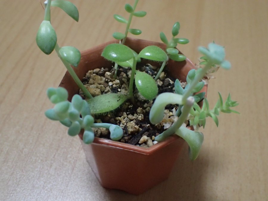多肉植物の茎が黒くなってきた 根腐れ から助けるための対処法 ネイチャーエンジニア いきものブログ