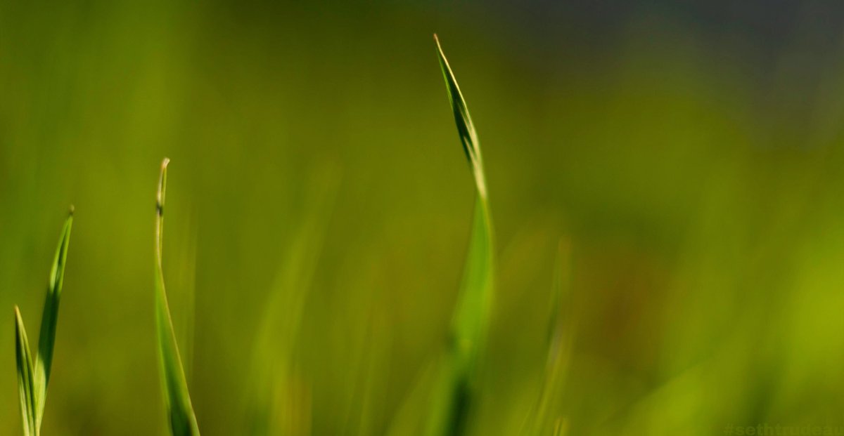 ~Simple~

#nature #photography #pink #green #simple #flowers #sethtrudeau