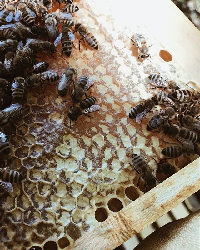 yzbeesofficial's tweet photo. .
. ------
Follow @yzbees
Credited by @rawhoney.de
Great photo.
Accessories beekeeping at yzbees
--------- https://t.co/Z5WpiZjSJS --------- #beekeepingnz #beekeepingnc #beekeepingmaster #beekeepingclub #beekeepingphotography #ncbeekeeping #commercialbeekeeping #beekeepingclass… https://t.co/DfSlPSqMP4
