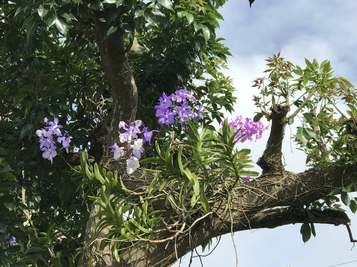 TomThant's tweet photo. The Vanda coerulea from Shan State , Myanmar https://t.co/sU6AiDu3N0