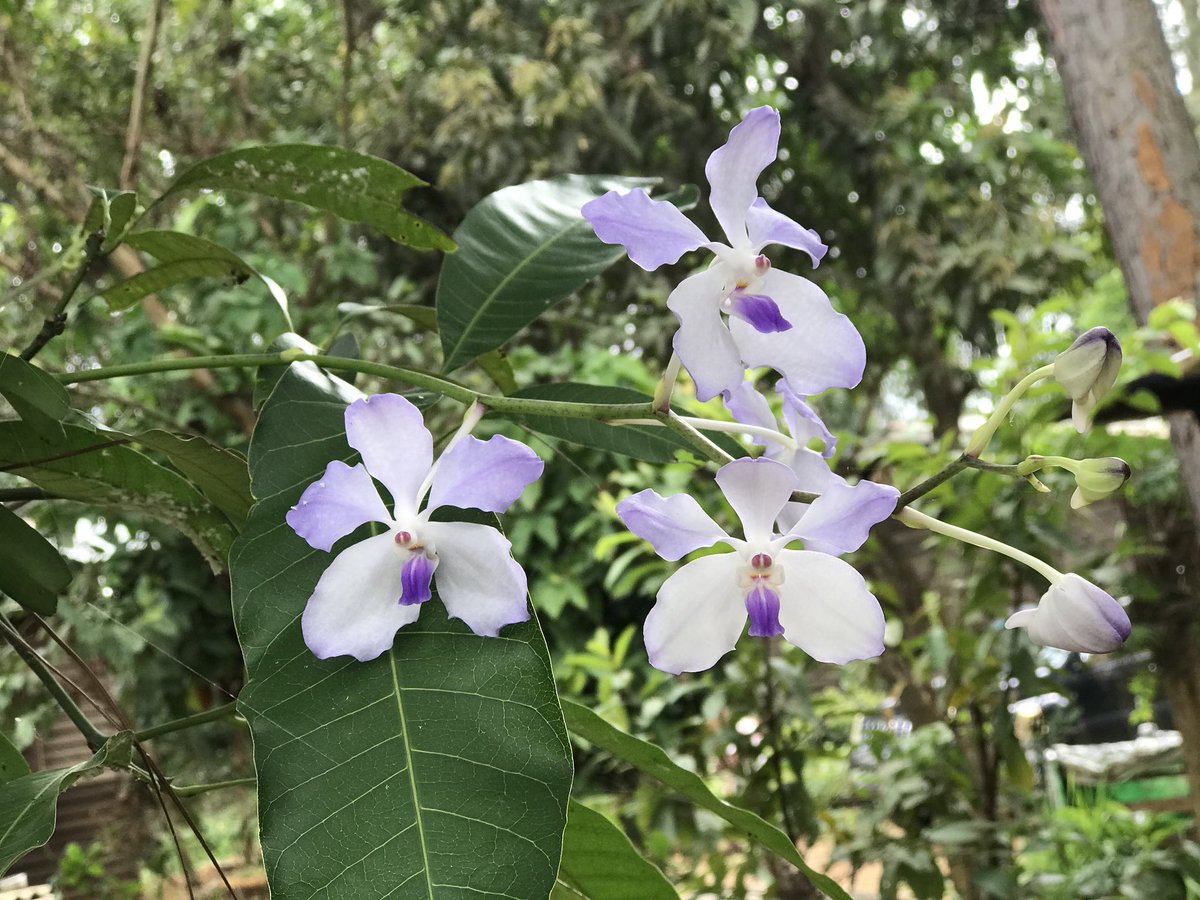 TomThant's tweet photo. The Vanda coerulea from Shan State , Myanmar https://t.co/sU6AiDu3N0