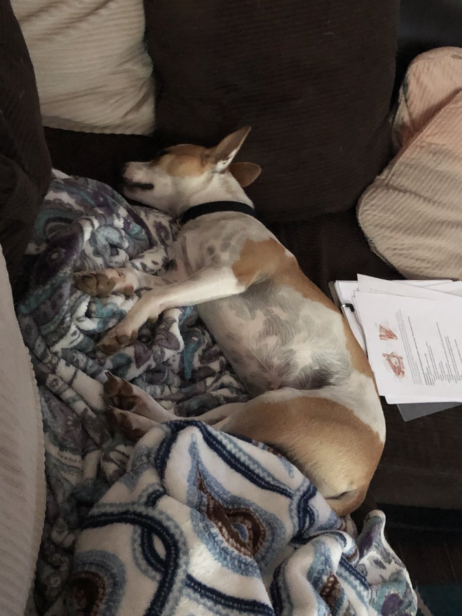 Some people can’t handle #SundayFunday #dogsofinstagram