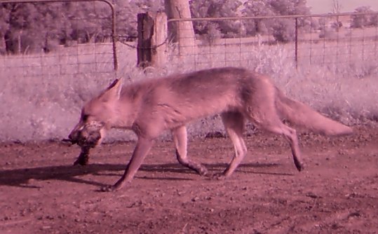 lls_sydney's tweet photo. Don't miss our #Menangle #Fox Campaign workshop this Wednesday at #Cawdor public #school, a #collaborative &amp; #integrated approach to fox #control in South West #Sydney, call 0457 511 715 for more #info https://t.co/pEcVXuYGh3