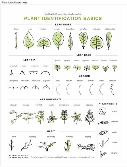 royalhsbotany's tweet photo. Welcome back plant lovers! The first meeting of the 2018-19 school year is this Thursday! But in the meantime, sign up for remind to get important updates. Text @rhsbotany to 81010. 🌿 https://t.co/OML8aoYLt5