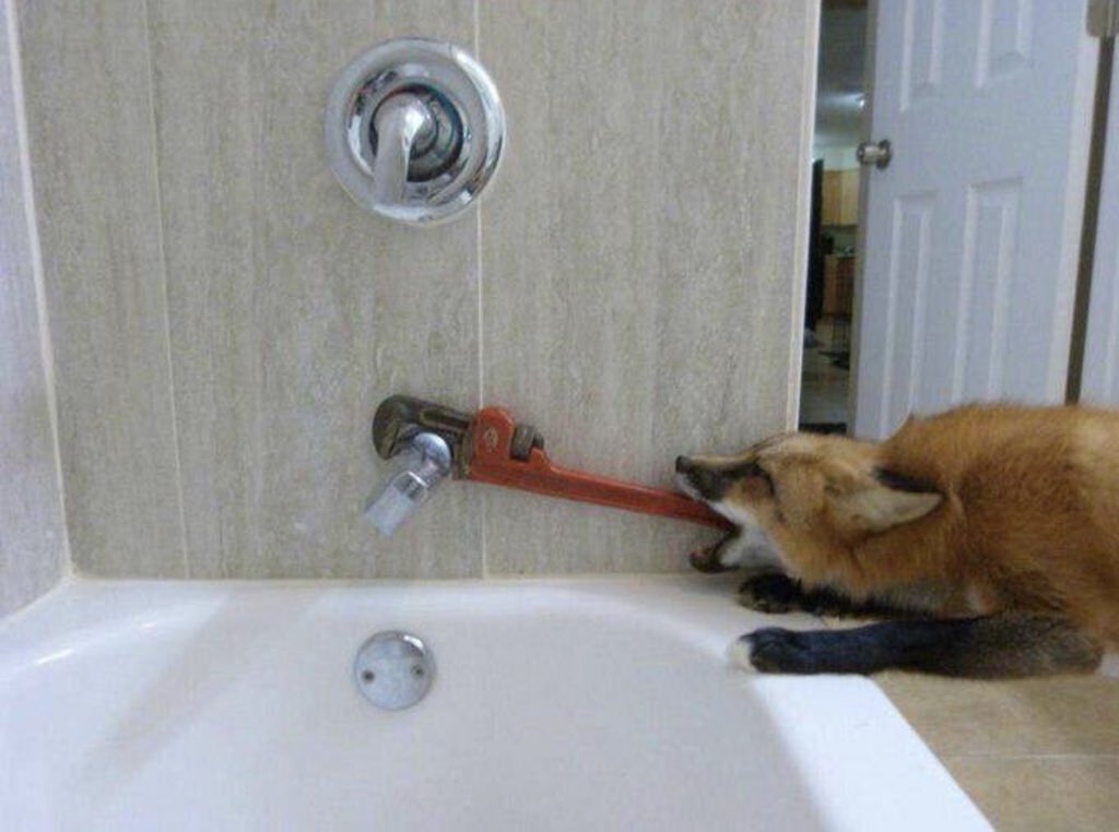 ForgiverOfYiffs's tweet photo. @anthroguy101 @renegade_roo @UnderskorGryp That’s because we don’t JUST shower, we can also fix your shower, too!
#handifox https://t.co/6uIj3iVr4P