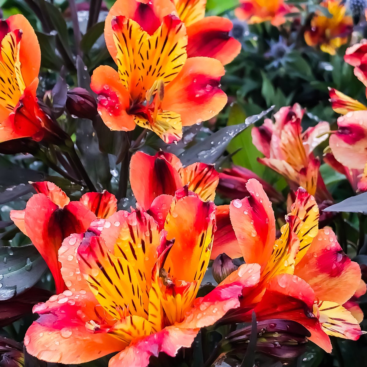 PollandMichelle's tweet photo. My Alstroemeria looking lush in the rain #alstromeria #hotborder #gardens #gardening #lovegardening https://t.co/TYSHYJUuTi