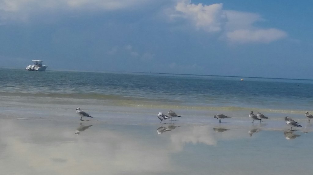 FLWkendGetaway's tweet photo. All lined up.....ready for taxi and takeoff #captivaisland #Florida https://t.co/VL2ah8eZvJ