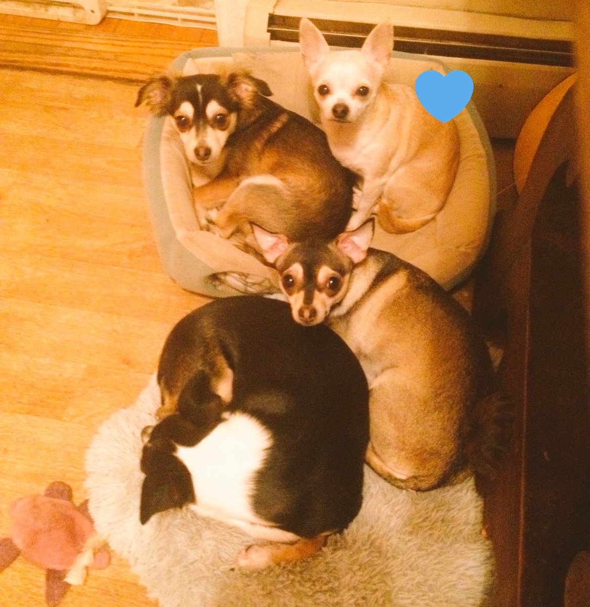 StopStepaside's tweet photo. A week ago today I lost my eldest fur baby Vito... he lived 15 loving years. I miss him. A lot. And so does his brothers and sisters. Please give him some likes and some retweets. He really was the sweetest dog. 😢 #sad #furbaby #ripvito https://t.co/fyimnys0s1