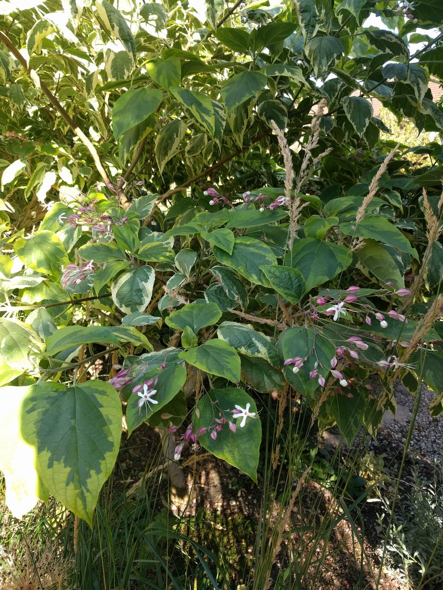 TheHortDoctor's tweet photo. @NGSOpenGardens exploring: visited @ARadgick #Devonia garden to see a great range of plants proven to be bulletproof in this year's summer! https://t.co/bB641qpJoi