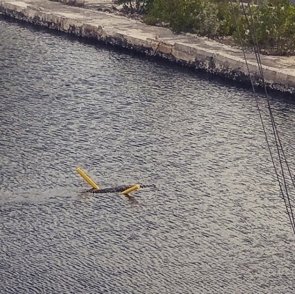 NWSKeyWest's tweet photo. Yes. Yes, that is a crocodile on a noodle. Even they know to #PlayItSafe when heading into the water!

This #StoryMap shows 6 dangers at the beach and how @NOAA, including the @NWS, helps reduce risk! https://t.co/qm8VSgD5rF

📷: Victor Perez, #KeyLargo. #FLwx #FLKeys #KeyWest https://t.co/ojI3n64VMO