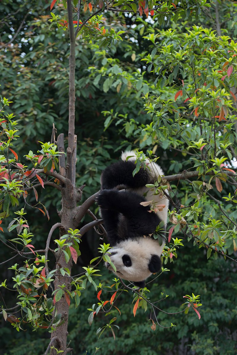 WarnerBrosCine's tweet photo. Ellos son juguetones y adorables. #IMAXPandas se encuentra disponible en teatros @IMAX seleccionados https://t.co/BqtIgurpSV