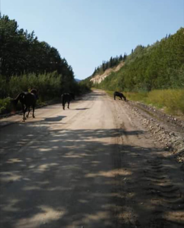 P00HSIF's tweet image. Here’s a little peak for you lower 48 chumps of the spicy shit that happens in small town Alaska;
.
.
.
Some horses got out. No ones claimed them. Been a while. That’s about it.