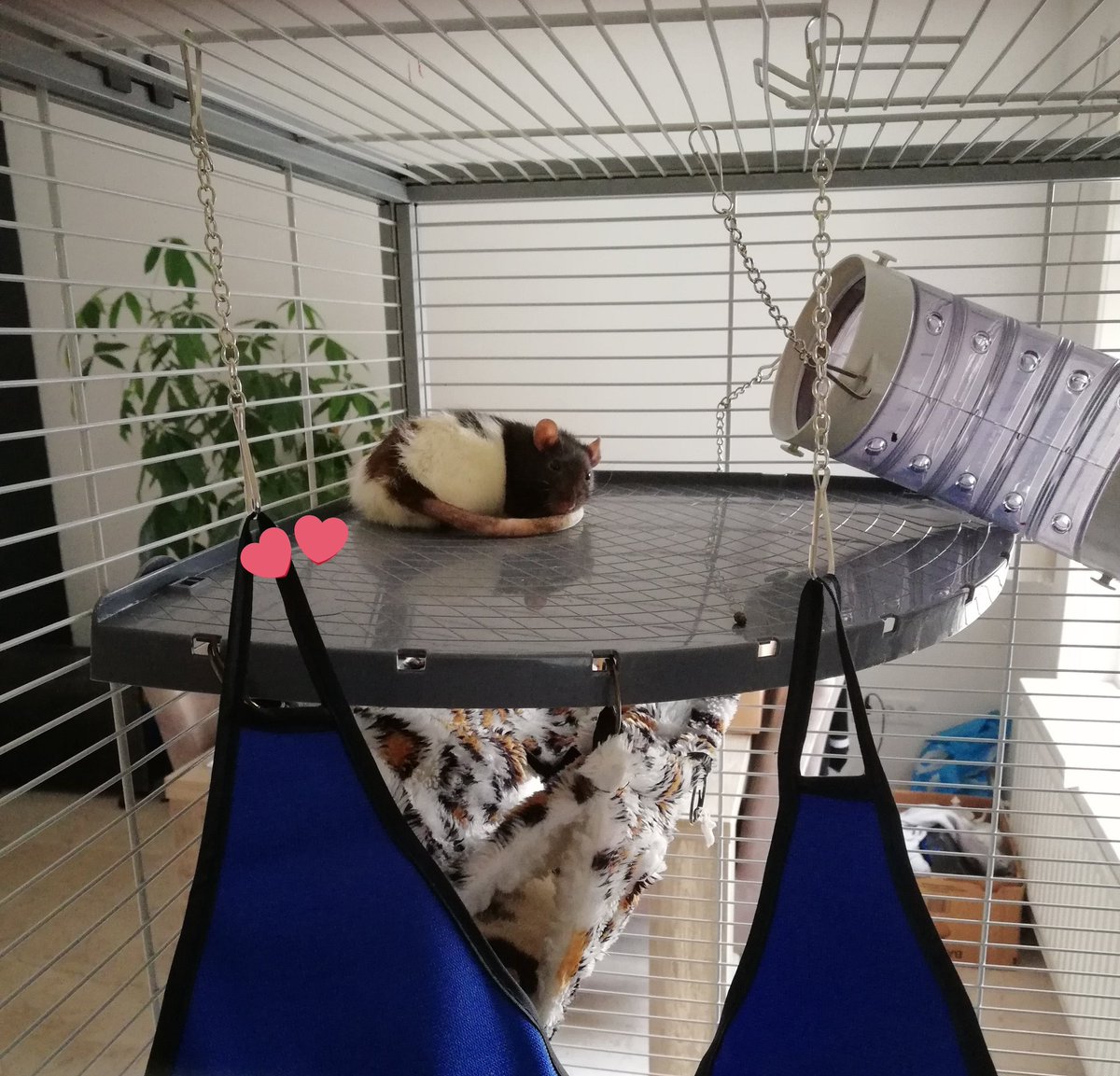 randompictureme's tweet photo. 🐀🐀🐀♥️ #petrat #lovely #rat #cutie https://t.co/KRb1FRWxap