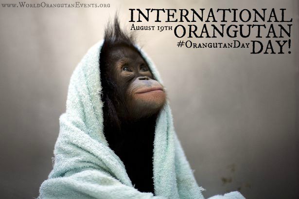 OrangutanDay tweet picture