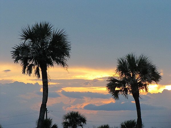 Nancy7264's tweet photo. New artwork for sale! - "Palm Trees and Sunset" - https://t.co/Zf0KOFGFRu @fineartamerica https://t.co/mlfP3hP60y