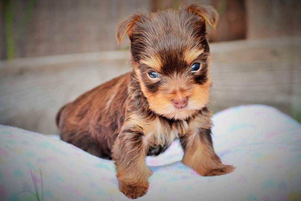 Luxury Yorkies (LuxuryYorkies) Twitter