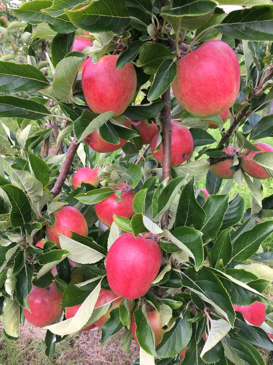 <a href="/GuidedToursIrel/">Barbara Ferguson</a> <a href="/ArmaghBramley/">Armagh Bramley</a> <a href="/armaghcider/">Armagh Cider Company</a> <a href="/GrouchoRichhill/">GrouchosOnTheSquare</a> <a href="/KraziBaker/">krazi Baker</a> Great healthy looking crop Barbara some delicious craft cider and apple juice in the making 🍏🍎