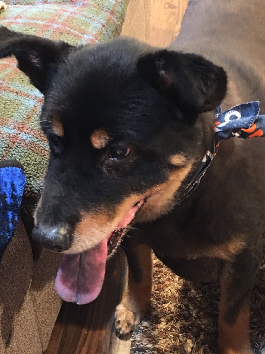 COSportsNut's tweet photo. Received my boys ashes back today. God Bless Animal Urgent Care in Arvada and Pet Cremation Services in Wheat Ridge..... They were fantastic during a very difficult time. Miss you every day Smokey! #SmokeDogg #MooseButt #MyBubbas https://t.co/kOldrET4cv