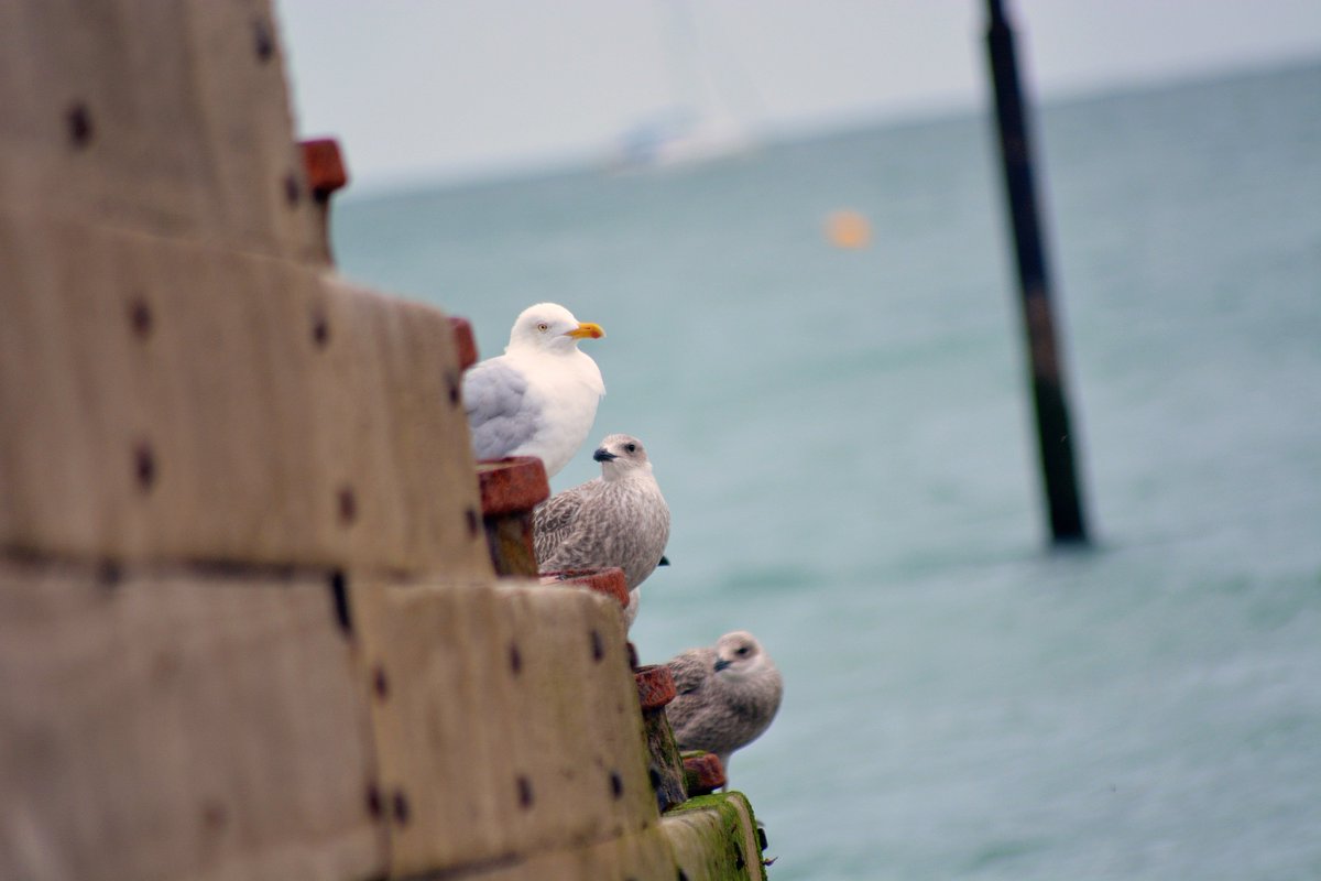 Some more shots from <a href="/EB_Airshow/">Eastbourne Airshow</a> Saturday afternoon with the family. Amazing display as always. <a href="/VisitEastbourne/">Visit Eastbourne</a> #EastbourneAirShow #RAF100 #FlyAerosuperbatics #VisitEastbourne #EastSussex