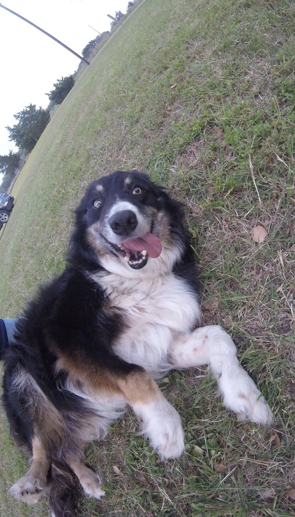 CChowdory's tweet photo. Pictures of Oakley :) https://t.co/KTFxGUhI2U