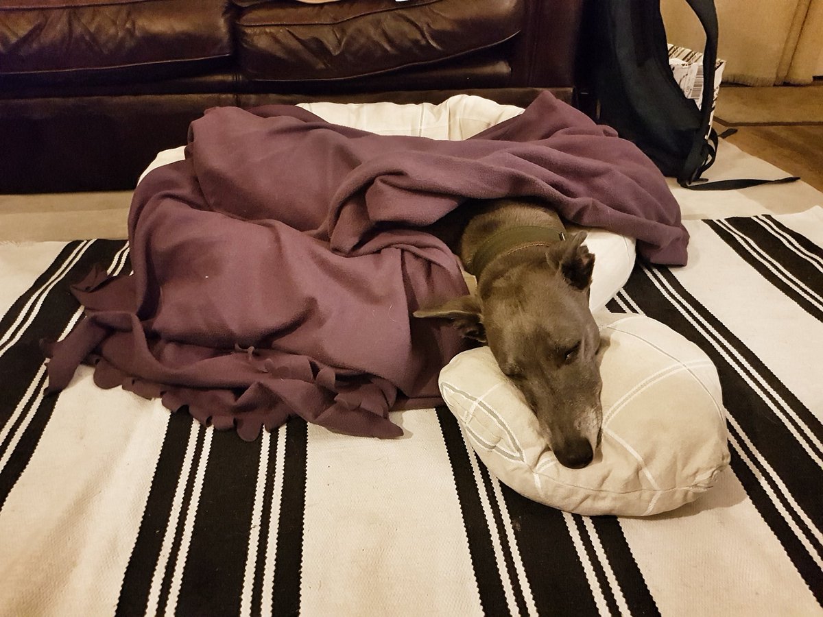 Isis_Whippet's tweet image. #MakingDo