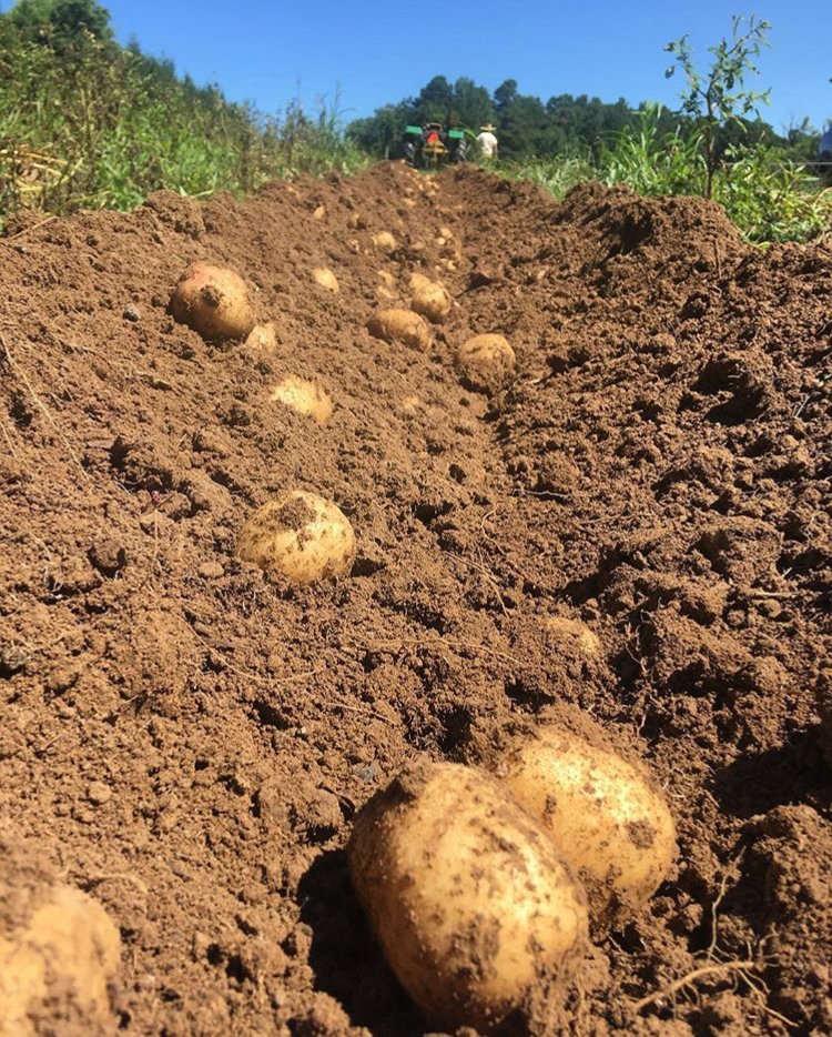 Feed The Dialogue tweet media