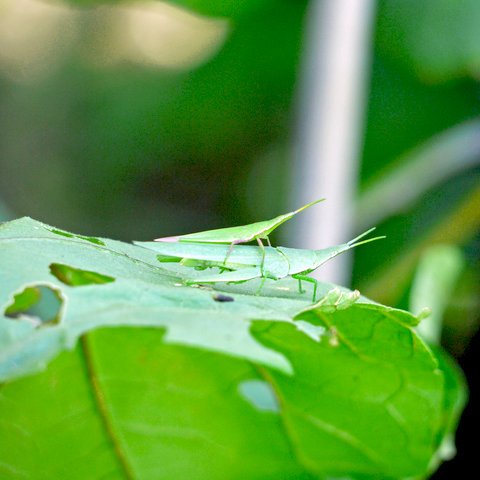 おんぶばった Twitter Search Twitter