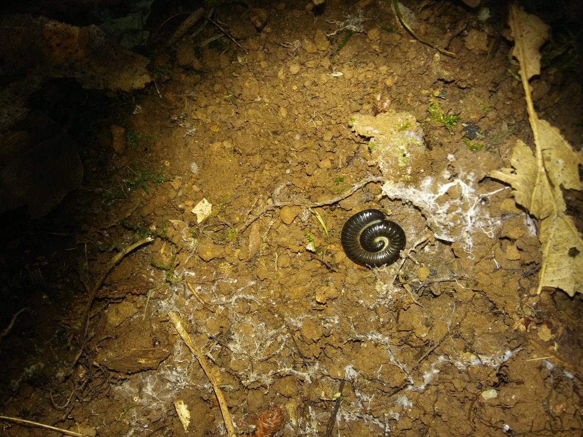 faunaibericafyv's tweet photo. https://t.co/cTZn6PATsG
Cardador (Julus terrestris -Linnaeus, 1758-) #Arines
#Santiagodecompostela
#Galicia
#Arins
#Cardador
#Milpies
#Julus
#Julusterrestris
#Linnaeus
#Diplopoda
#faunaibericafyv https://t.co/QoX9gwwEBi