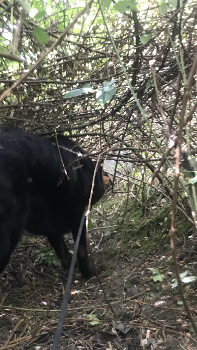 3 separate reports of the same vehicle being involved in RTC’s suspect decamps from <a href="/tvprp/">TVP Roads Policing</a> on M40. Iggy locates the suspect under thick brambles. #NowhereToHide #TrustYourDog