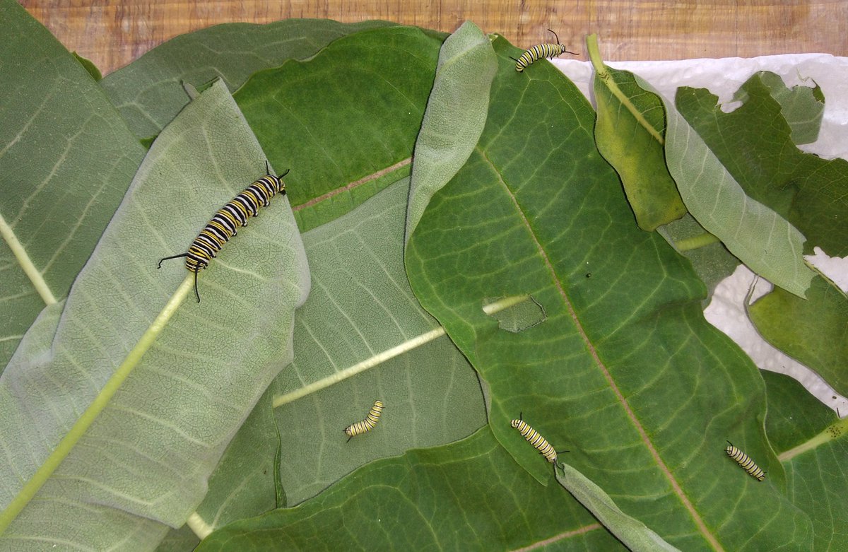 At today's native plant give-away hosted by @leaf  & @GuildPark at #GuildPark Stripey and friends were joined by Clare who was found on a milkweed  plant from @NPinClaremont  #Guildwood #WWFGoWild #monarch #caterpillars #Butterflyway