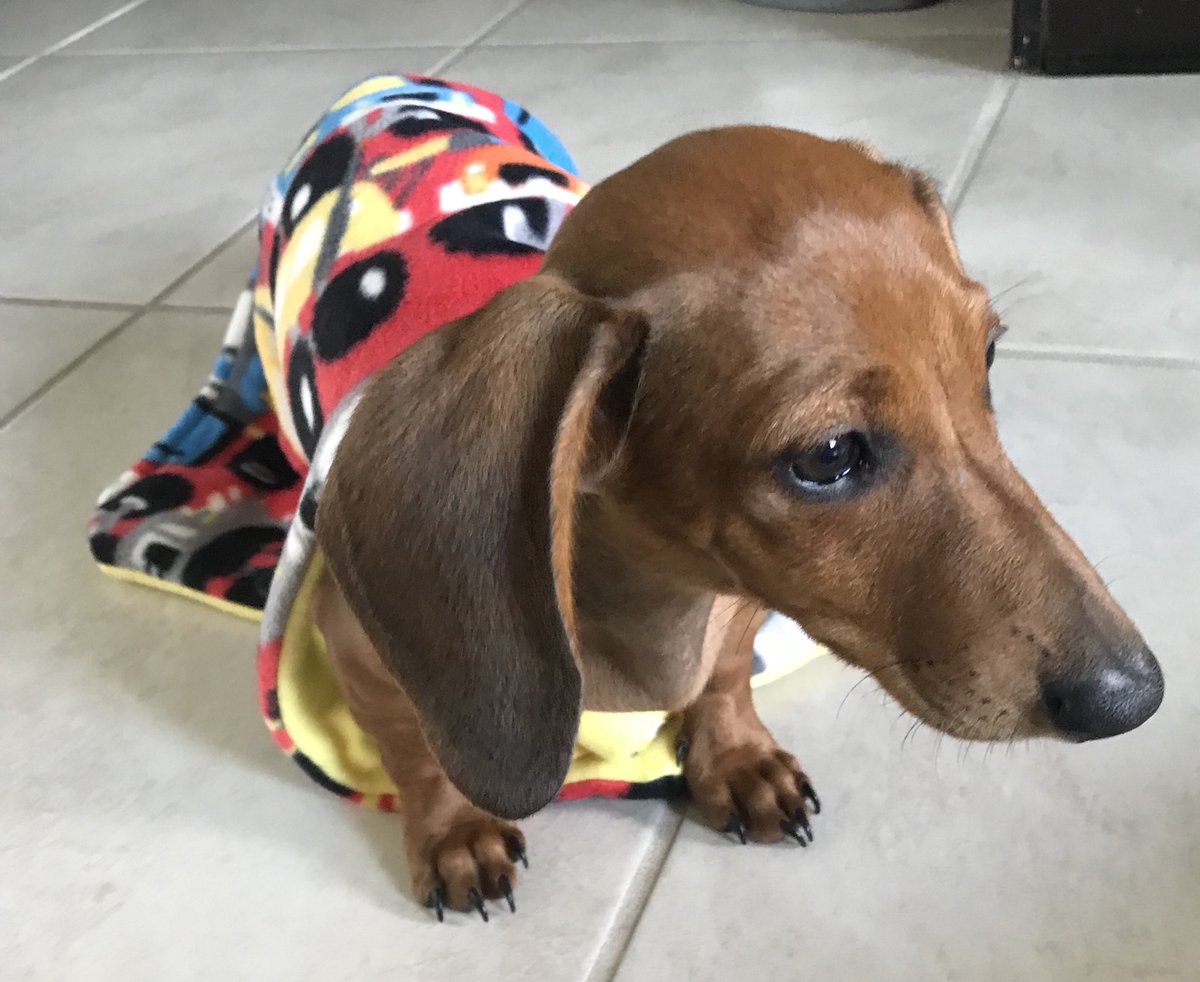 TheDobey's tweet image. Thanks pal!!  @zipspensooner ❤️ #friendsfurlife #pawsomepals 🐾❤️