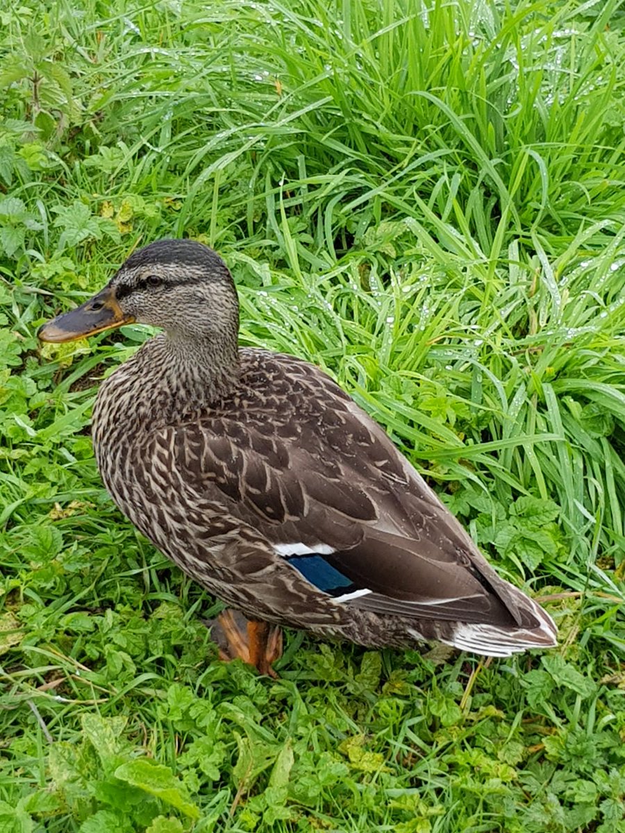 convieecamp's tweet photo. The camping ducks are waiting on us to arrive in a few days time. 😁 https://t.co/bnJDLxWRFt