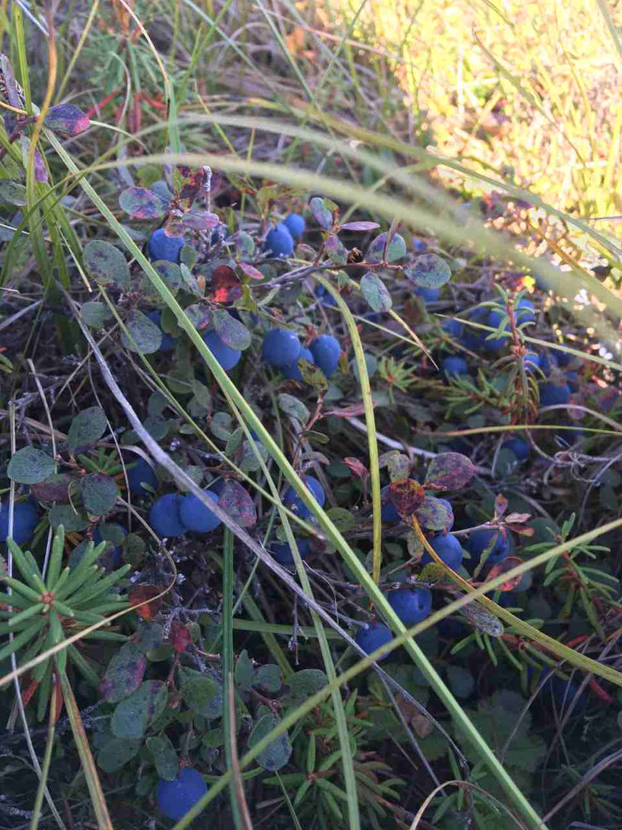 My_Sweetsy's tweet photo. #ShareIt11 #getinmybucket #blueberries @ktva https://t.co/UEKbfiebON