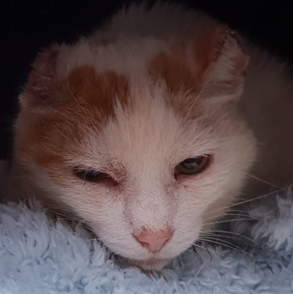 CatsMissing's tweet photo. 🆘#HELP #FindOurRobbie INDOOR #LostCat
Rehomed July from Coventry
Escaped 11/8/18 Brookfield Court Alcester Rd #StratfordUponAvon CV37
Very sad history-abandoned after original owner died
Ears recently removed due to cancer Neutered #MissingCatsUK
FB▶https://t.co/hMPh2PJpqo https://t.co/3Jbl6MQGbC