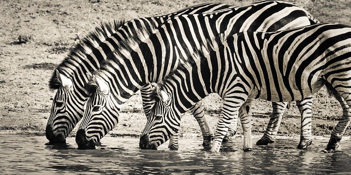 Medscape's tweet photo. Harvard med students do a "wild" rotation at the zoo. Find out what they learn from their unconventional patients. https://t.co/tLTPgFxTgP https://t.co/tsYHaZiCdn