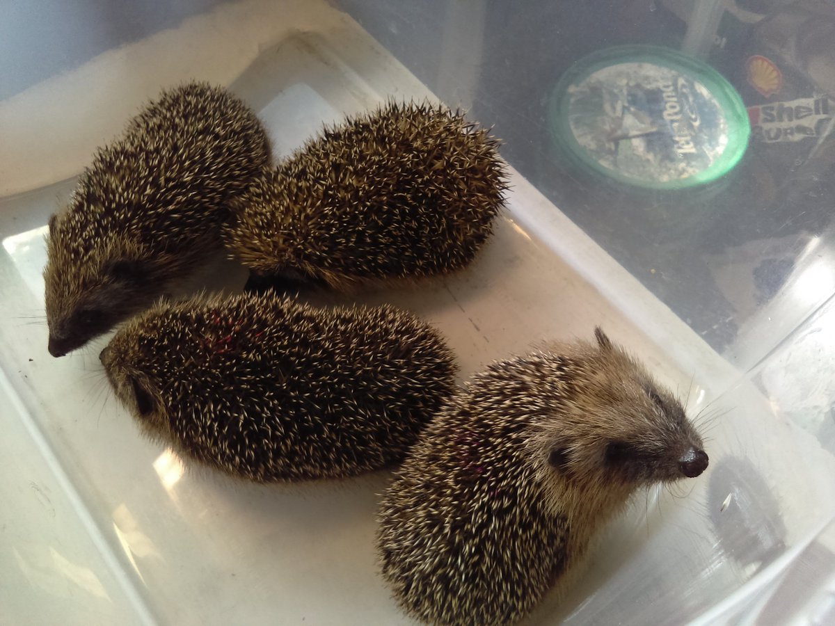 Poppyshedgehogs's tweet photo. If you fancy a meal out & are based in #Suffolk the local pub @MarstonsPLC @AskMarstons The Raven in #Ipswich is offering you tokens to support a local #charity - we are lucky enough to be 1 of those choices so you can support our #hedgehogs & treat yourselves to dinner 💖🐾🐾 https://t.co/uSvUo2R8h5