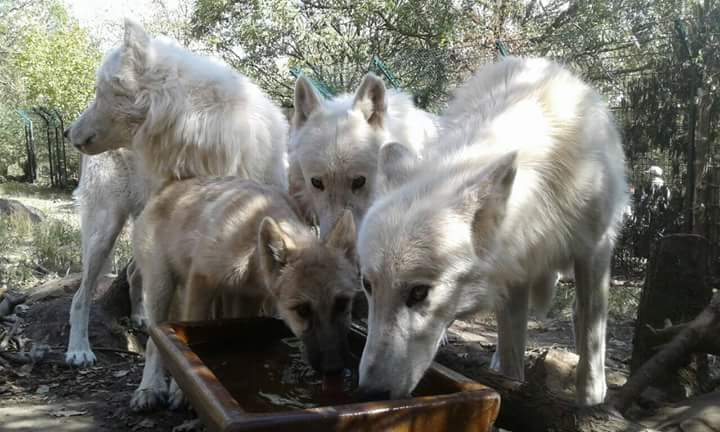 Cajtu und seine Familie. Wir sind stolz auf unsere kleine, gesunde Wolfsfamilie 😊