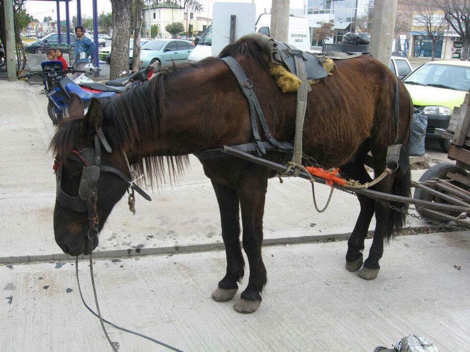 aluisaorg's tweet photo. Nuestra lucha sigue!!!
.
Anunciamos el RELANZAMIENTO del proyecto de Dip. @AliVGutierrez por la PROHIBICIÓN de la TAS en Sta Fe
.
Acompañamos a @soscaballostafe y @RosarioSinTAS en el grito de #NoMasTAS #LeyNoMasTAS

https://t.co/HYB9E9n0s5
#NoMasCarros
#ArgentinaSinTAS https://t.co/krGRDbe4Up