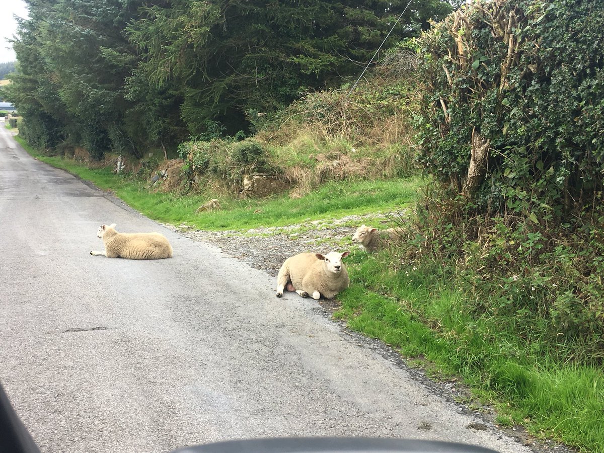 francesmcveigh's tweet photo. These little ladies where not for moving! #mournes #nihillwalker It was all a bit #sheepish if you ask me! 😴 #countingsheep https://t.co/8XoHcsoax6