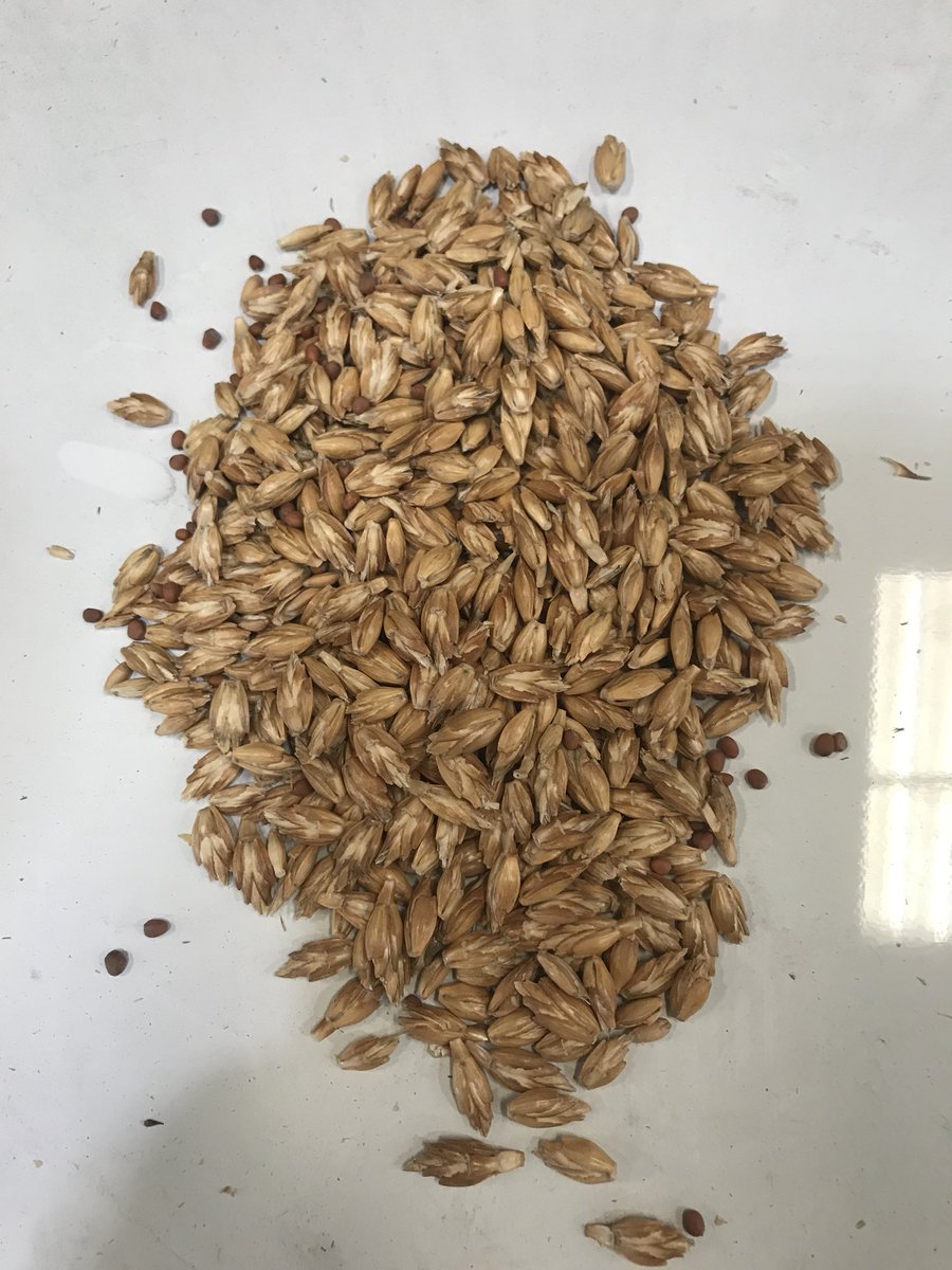 SoilSouthern's tweet photo. This is called spelt, an ancient wheat variety with a huge root system. We are running this in some evaluation plots to see if it will work in the mid south. 🤞 https://t.co/65F2BH2AWY