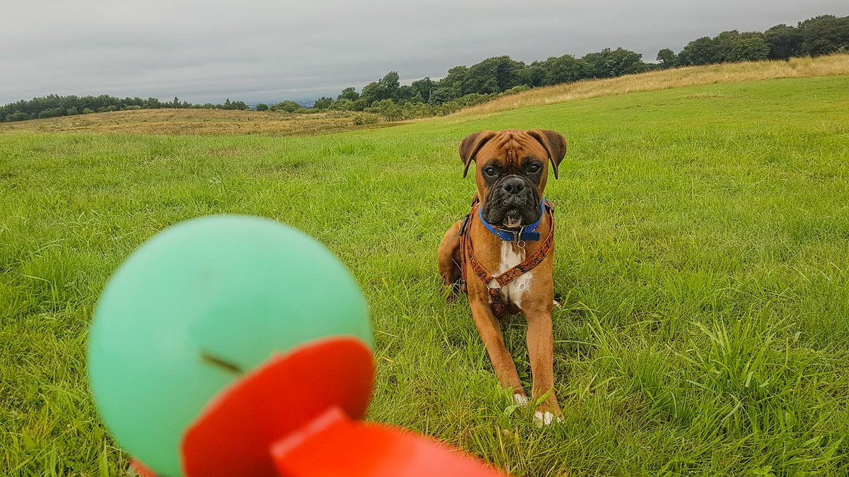 fight_director's tweet photo. #Dogue walk #boxerdog https://t.co/2vKZMJ2y2X