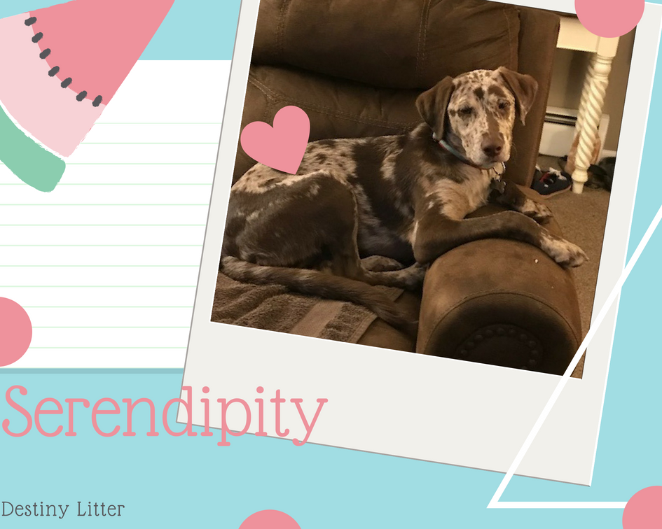 savealabrescue's tweet photo. Adoption Update: Serendipity, Destiny Litter!
#savealab #savealabrescue #adoptdontshop #rescuedog #rescuedogs #whorescuedwho #happytails #fureverhome https://t.co/QnaRbSXw2z